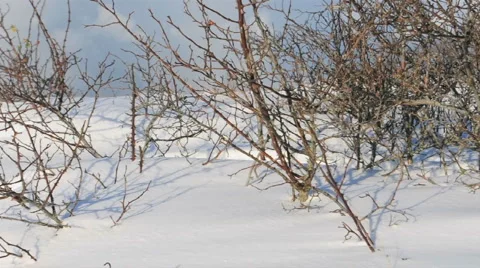 Snow Covered Ground Stock Footage 953857
