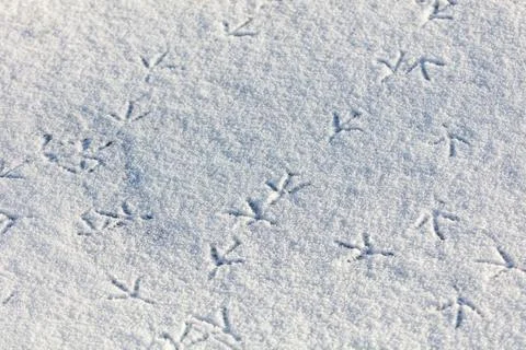 A snow covered ground with a pattern of bird tracks Stock Photos