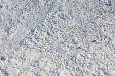 A snow covered ground with a pattern of tracks Stock Photos