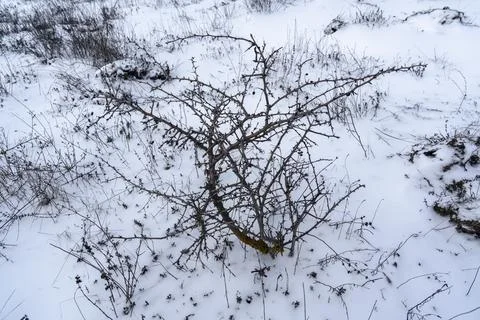 Snow-covered ground with a small, bare shrub and rocks in a winter landscape Stock Photos