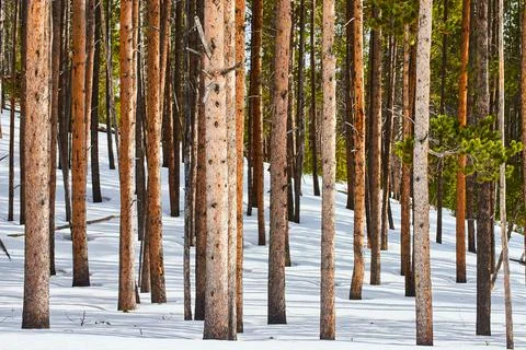 Snow-covered ground with wall of pine tree trunks Stock Photos