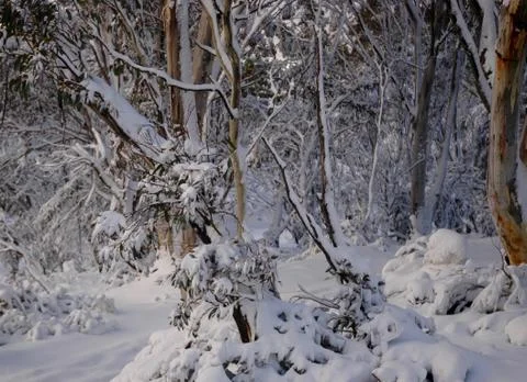 Snow-covered gum trees. Stock Photos