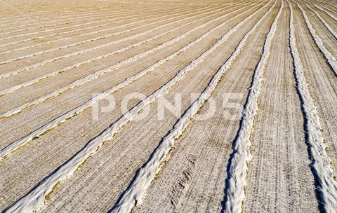 Snow-covered harvest lines in a cut field , West of Calgary,Alberta, Canada Stock Photos