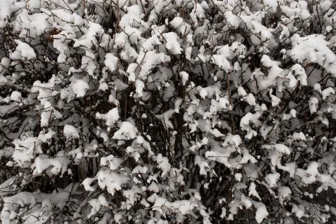 Snow-Covered Hedge Stock Photos