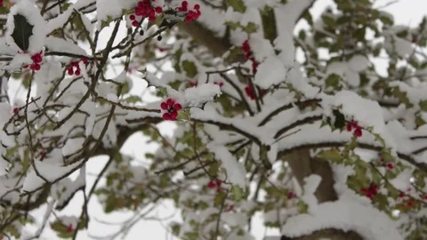 Snow Covered Holly Blows in The Wind 库存影片 83275932