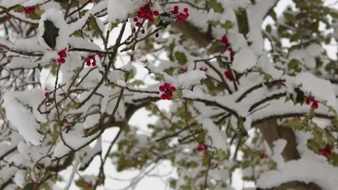 Snow Covered Holly Blows in The Wind 库存影片 83276113