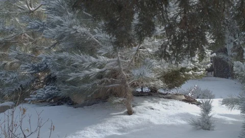 A snow covered house in winter. Through snowy woods. Stock Footage 120296680