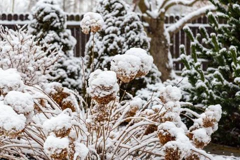 Snow covered hydrangea panicle in a winter garden with dried flower heads. Фото