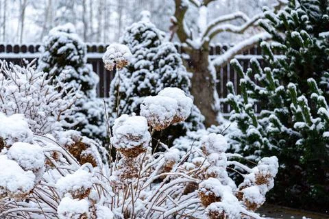 Snow covered hydrangea in a winter garden with dried flower heads. Stock-Fotos
