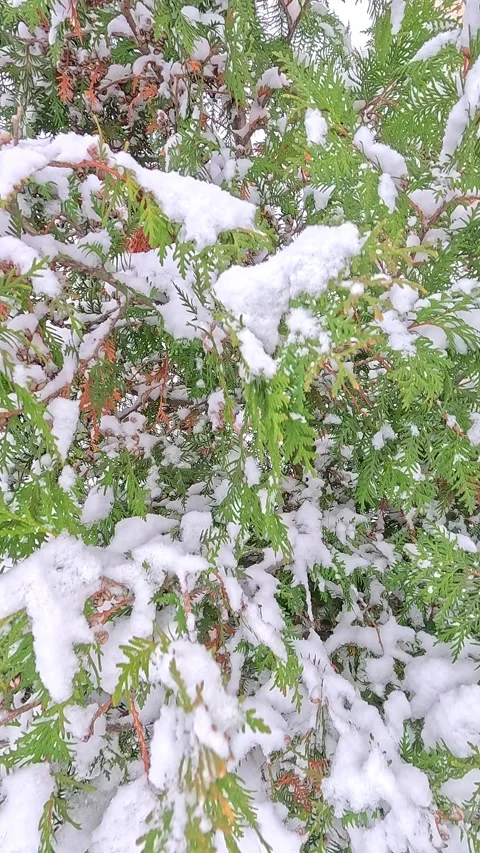 Snow-covered juniper branches with winter berries in soft daylight Stock Footage 321807723