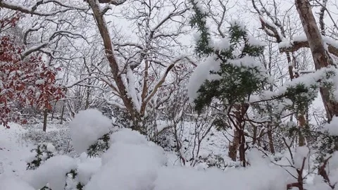 Snow covered juniper bush during snowfall. Stock Footage 146902159