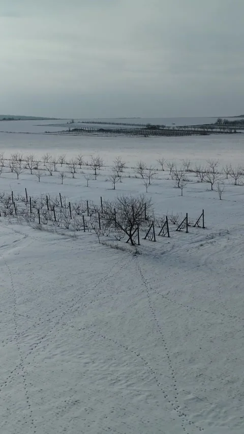 Snow-covered landscape with bare trees and vineyard rows stretching across the Stock Footage 339299967
