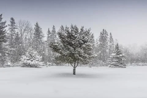 Snow Covered Landscape with Centered Pine Tree 写真素材