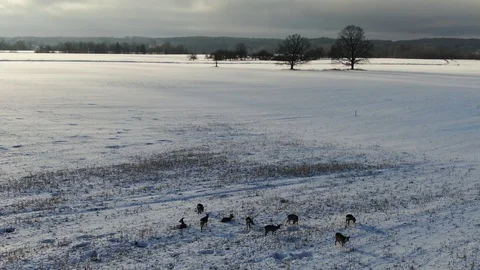 Snow covered landscape with deers Stock Footage 101367375