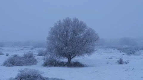Snow-covered landscape featuring a lone tree in a winter wonderland Stock-Footage 301919099