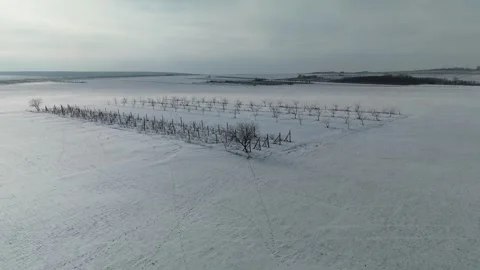 Snow-covered landscape with rows of bare trees and wooden fences stretching Vídeo Stock 332723902