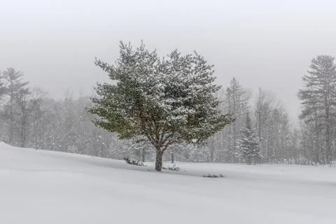 Snow Covered Landscape with  Tree 写真素材