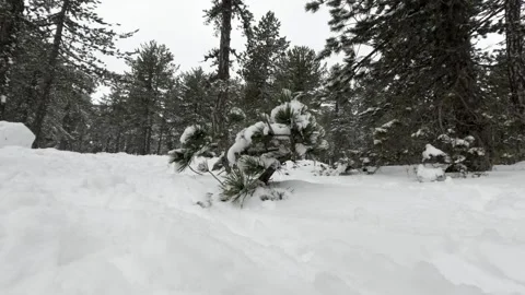 Snow-covered landscape with trees during winter in a quiet forest area Stock Footage 301597855