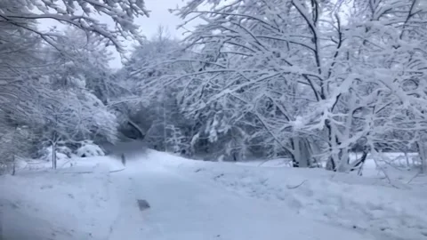 Snow-covered landscape; trees, roads, bushes and forest. Snow falling. A sh.. Stock Footage 255890532
