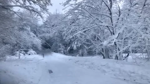 Snow-covered landscape; trees, roads, bushes and forest. Snow falling. A sh.. Stock Footage 255897657