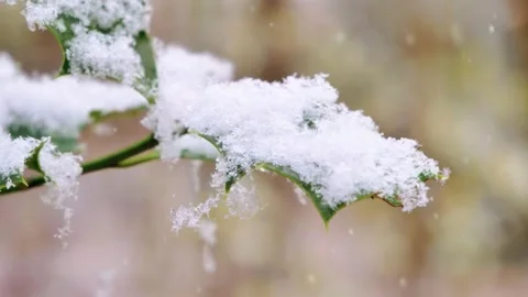 Snow Covered Leaf Close Up in Winter Stock Footage 340538630