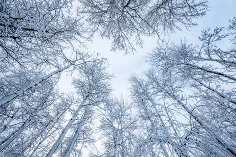 Snow-covered leafless trees in winter with blue sky peeking through clouds Stock Photos