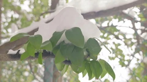 Snow Covered Leaves Stock Footage 302586047