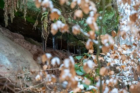 Snow-Covered Ledge with Icicles and Brown Leaves Stock Photos