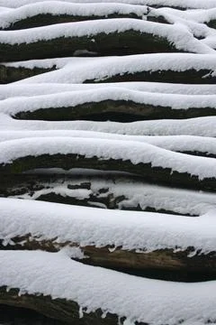 Snow-covered logs 스톡 사진