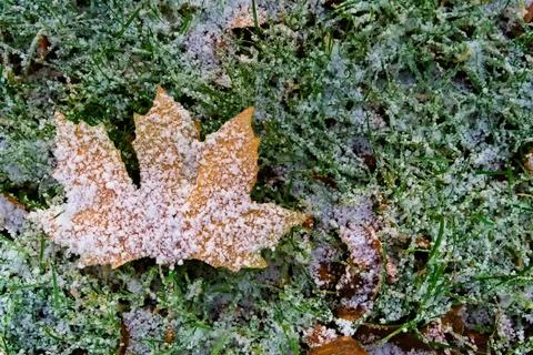 Snow-Covered Maple Leaf on Grass Stock Photos