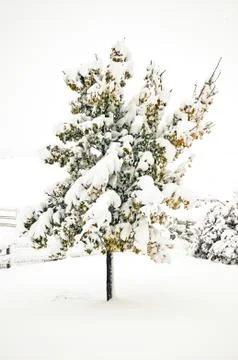 Snow covered Maple Tree after an early snowstorm Stock-Fotos