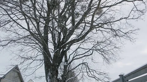 Snow covered maple tree Stock Footage 83737067