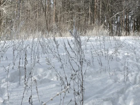 Snow-covered meadow in the winter forest. Grass, covered with hoar frost. Stock Footage 84699437