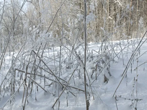 Snow-covered meadow in the winter forest. Tall grass, covered with hoar frost Stock Footage 84699574