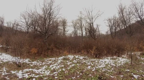 Snow Covered Meadow With Withered Grass at Edge of Leafless Forest Stock Footage 63960443