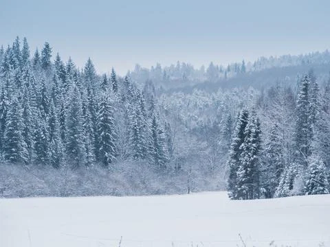Snow-covered meadows and forest in the valley of the Stone Hill park on a fro Stock Photos