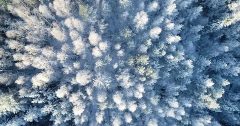 Snow-covered mixed forest. The cold season Stock Footage 120872089