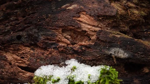 Snow-Covered Moss and Bark Texture. Stock Footage 254524785