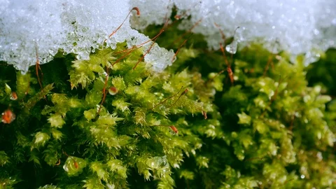 Snow covered moss on trees in winter time Video stock 119868735