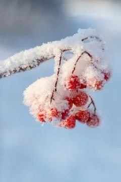 Snow-covered mountain ash Stock Photos