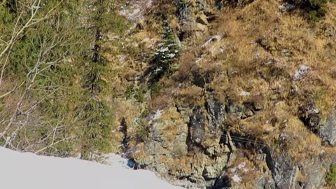 Snow-covered mountain in the background with mountain covered with pine trees Stock Footage 148254229