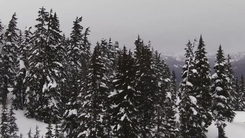Snow covered Mountain Forest - North Cascades of Washington State Stock-Footage 102929940