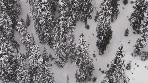 Snow covered Mountain Forest - North Cascades of Washington State Stock-Footage 102930101