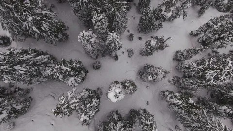 Snow covered Mountain Forest - North Cascades of Washington State Stock-Footage 102930146