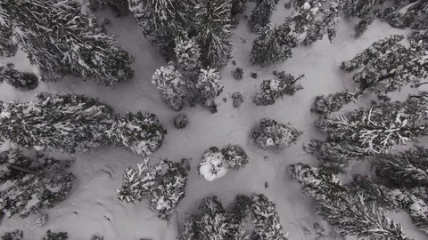Snow covered Mountain Forest - North Cascades of Washington State Stock-Footage 102930163