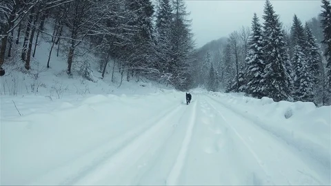 Snow-covered mountain road in a forest. The black dog runs to the camera. Stock Footage 100735797