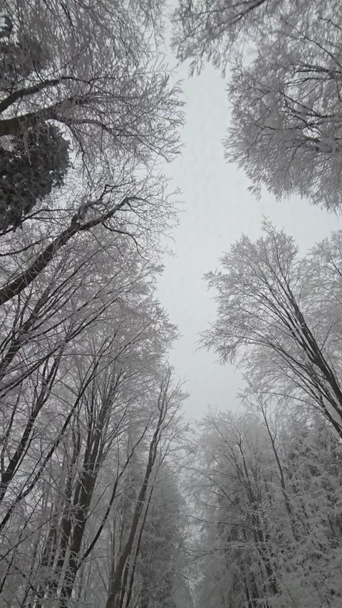 Snow covered mountain road seen from a moving vehicle with white icy trees .. Stock Footage 328163595