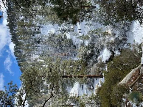 Snow covered mountain with trees Stock Photos