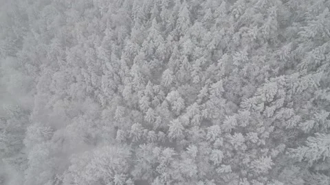 Snow Covered Mountain Winter Trees Pull Up Stock Footage 231084907