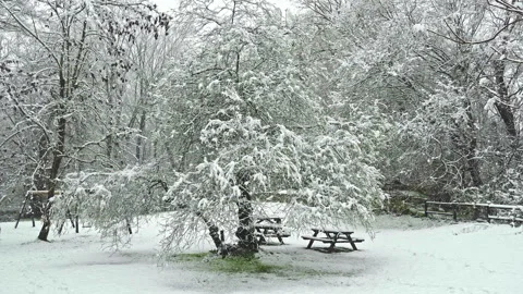 Snow-covered nature park with a tree and picnic tables. Stock Footage 149062465